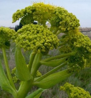 Asafetida ، giant fennel، Devil's Dun،Food Of The Gods، آنغوزه، آنغوزه هراتی، انگژد، انگشت گنده، پتر
